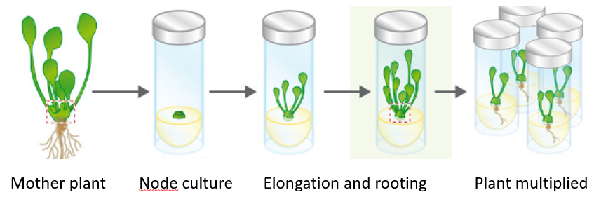 Graphical Abstract
